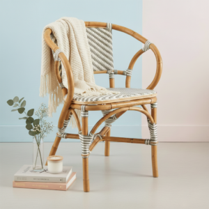 alocasia regal shield