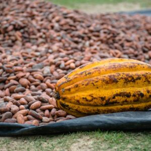 Cocoa